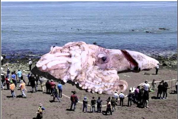 Кракен маркетплейс тор